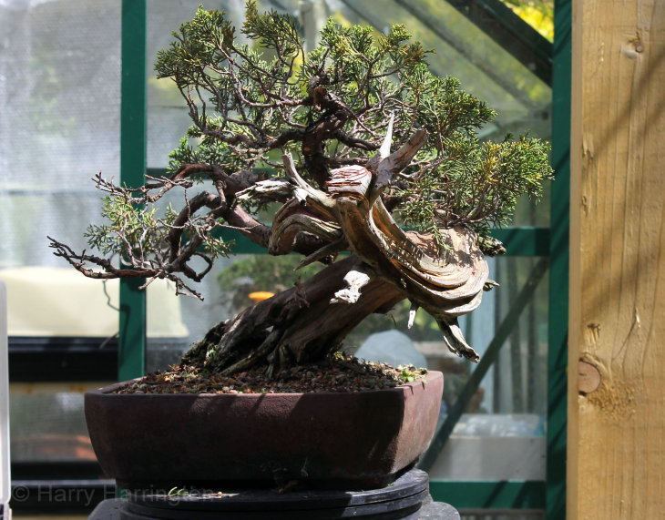 dying chinese juniper